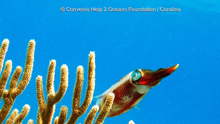 Squid (9)